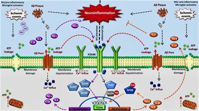 Microglial Activation Modulated by P2X4R in Ischemia and Repercussions in Alzheimer’s Disease